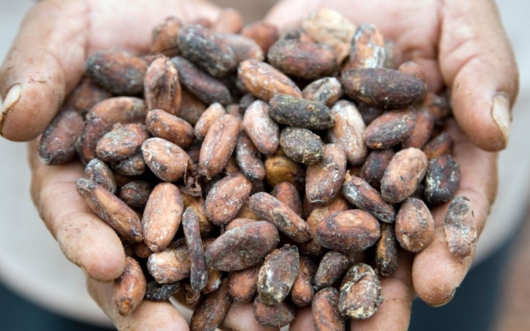 Cocoa ceremony: effects and origin of cocoa